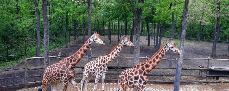 Szeged Zoo
