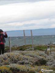 Seno Otoway Penguin Colony