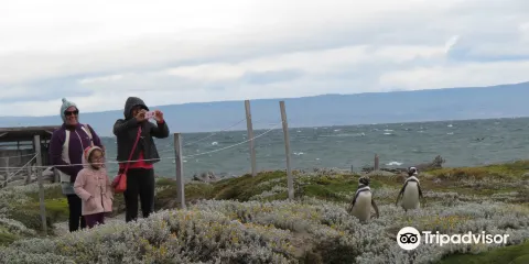 Seno Otoway Penguin Colony
