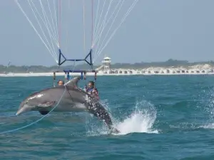 Ponce Inlet Watersports - Manatee & Dolphin Boat Tours
