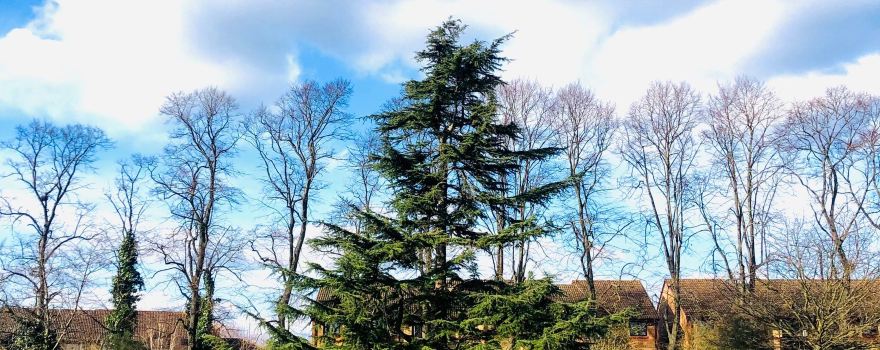 Mayesbrook Park