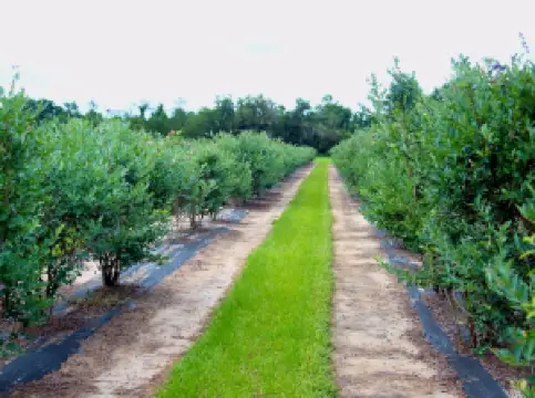 Rooney's Front Porch Farm