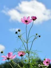 Toyono Cosmos Flower Field