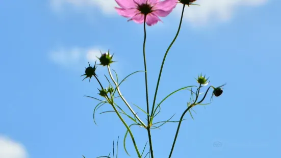 Toyono Cosmos Flower Field