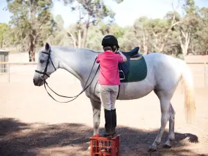 Forge Farm Riding School