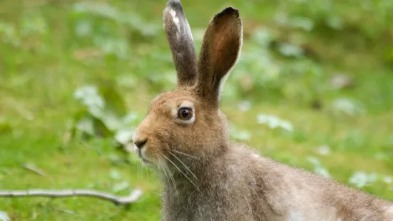 Parc Animalier d'Introd