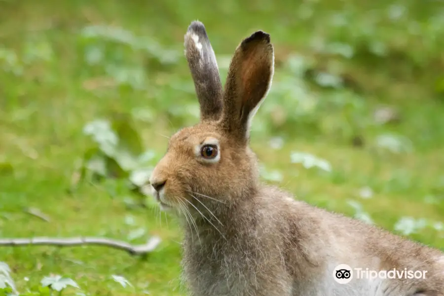 Parc Animalier d'Introd