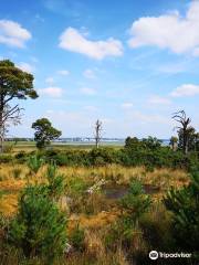 RSPB Arne