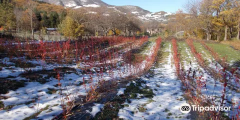 Azienda Agricola Antica via Romea