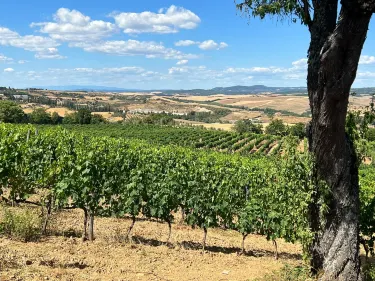 Azienda Agricola Sante Marie di Vignoni