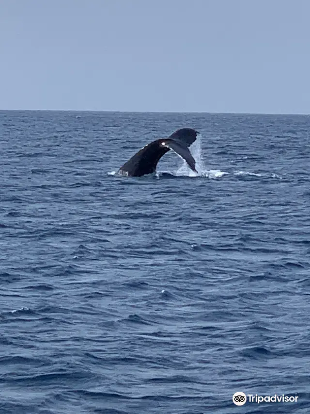 Whale Watching At Sea in Naha