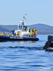 Whale-Watching Cruise in Forillon National Park