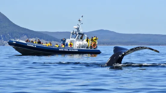 Whale-Watching Cruise in Forillon National Park