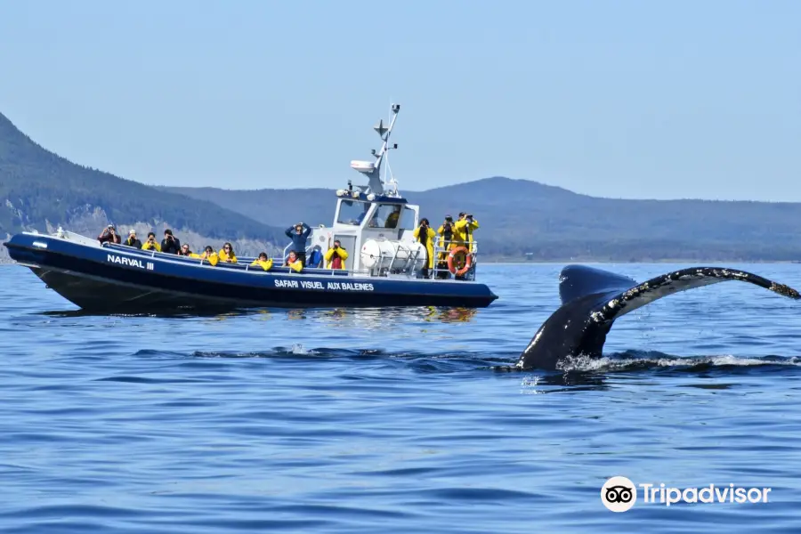Whale-Watching Cruise in Forillon National Park