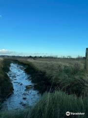 Wallasea Island Wild Coast project