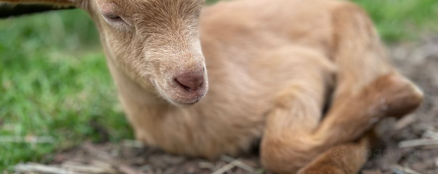 Baylham House Rare Breeds Farm