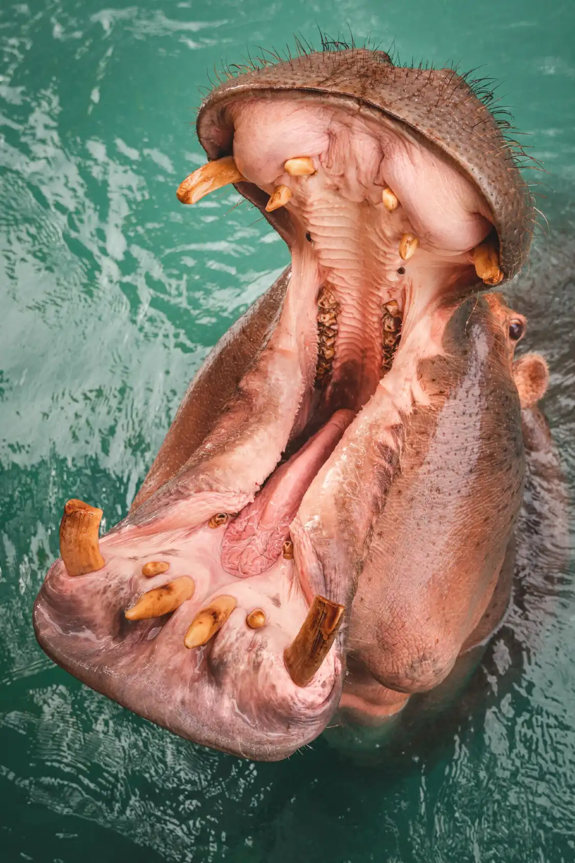 Hotels near Toledo Zoo