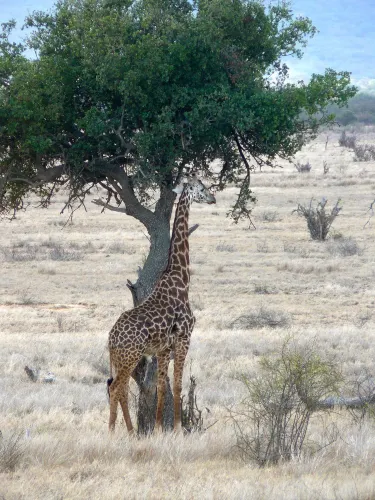 Tsavo East