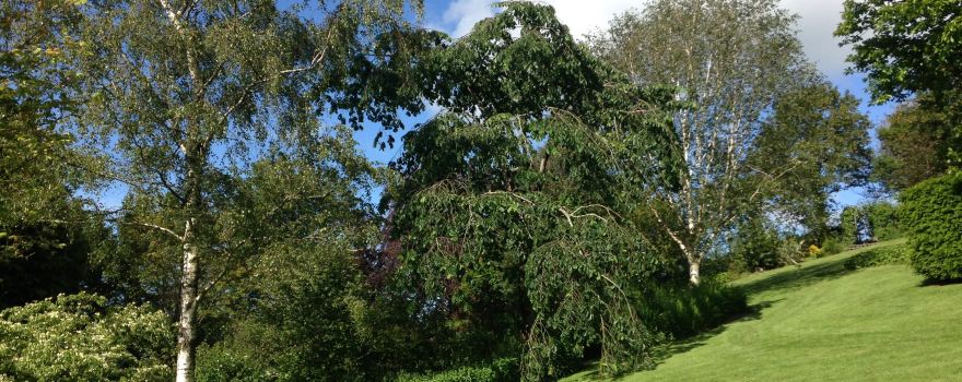 Cae Hir Gardens