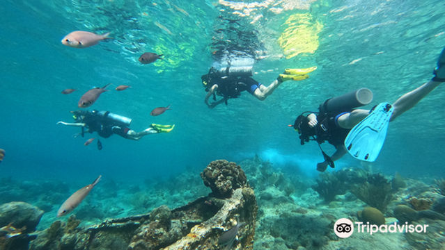 Jan Thiel Diving Curacao