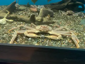 aquarium nb