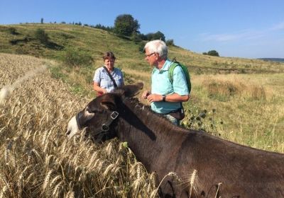 The Donkey Farm