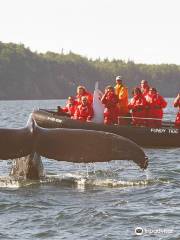 Fundy Tide Runners Whale Watch