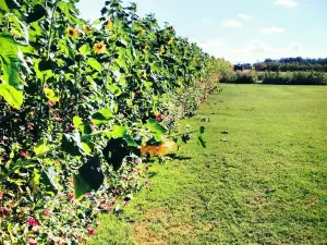 Seward Farms
