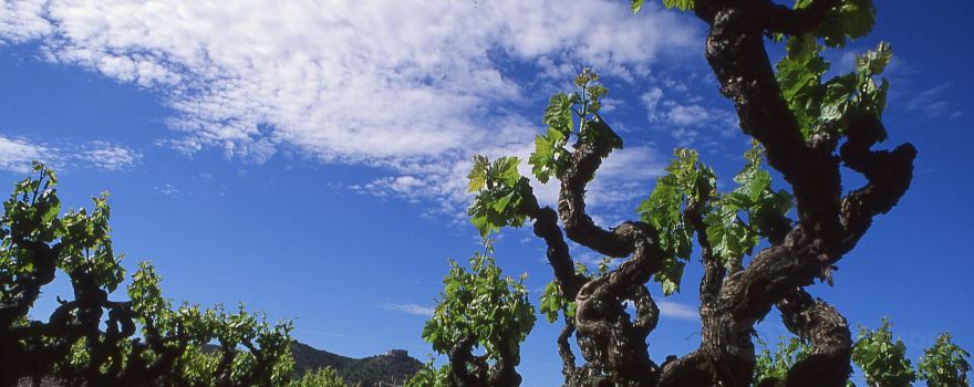 Domaine Pelaquie