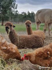 Redbank Alpacas - Blue Gum Rise