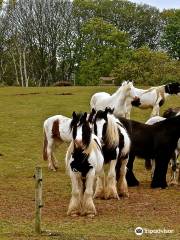 Hillside Shire Horse Sanctuary