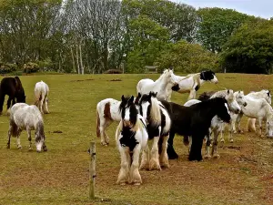 Hillside Shire Horse Sanctuary