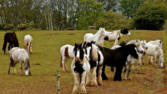 Hillside Shire Horse Sanctuary