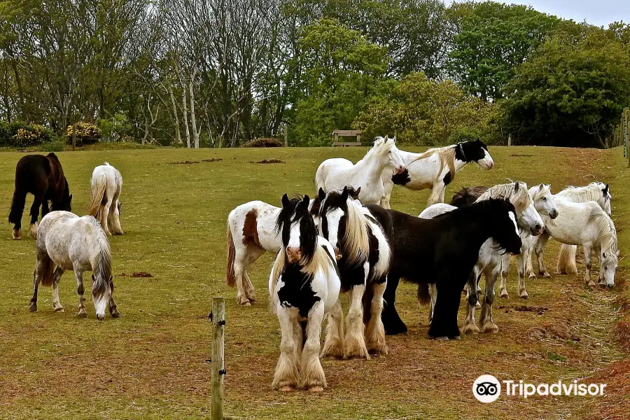 Hillside Shire Horse Sanctuary