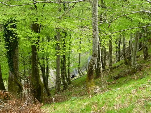 El Carbayon