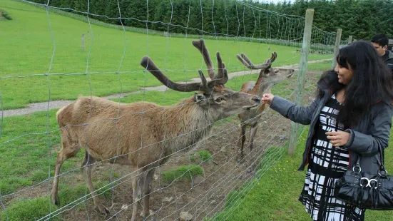 North East Falconry Centre