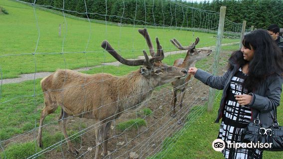 North East Falconry Centre