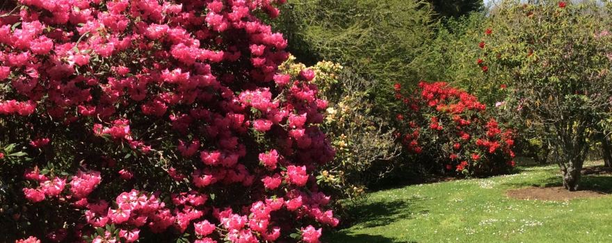 Heritage Park Rhododendron Gardens