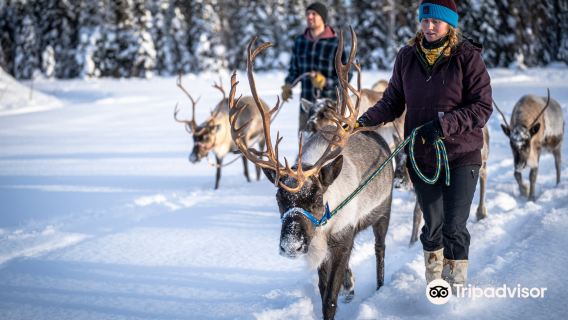Chena Outdoor Collective- Reindeer & Sled Dogs