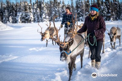 Chena Outdoor Collective- Reindeer & Sled Dogs