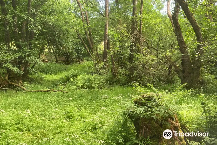 Gwenffrwd-Dinas Nature Reserve