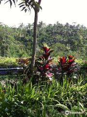 Luwak Civet Coffee Farm