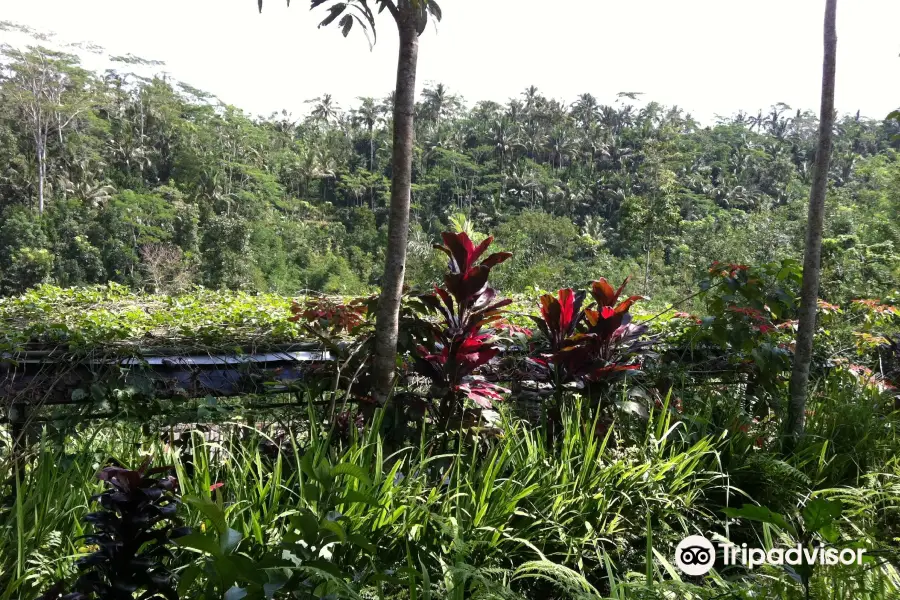 Luwak Civet Coffee Farm