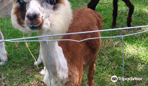 Mountview Alpaca Farm