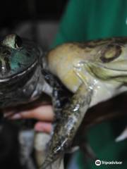 Jurong Frog Farm