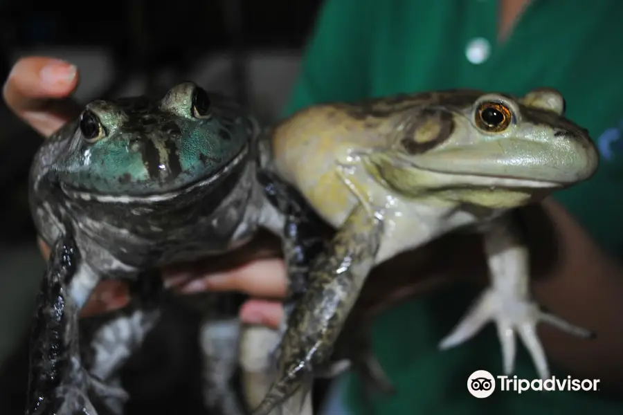 Jurong Frog Farm