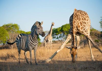 Imire: Rhino & Wildlife Conservation