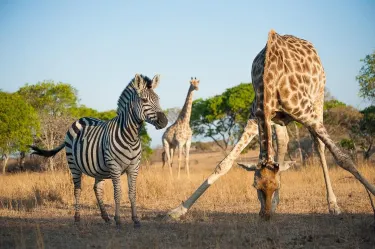 Imire: Rhino & Wildlife Conservation