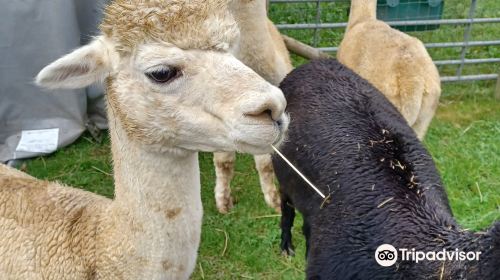 Beacon Alpacas