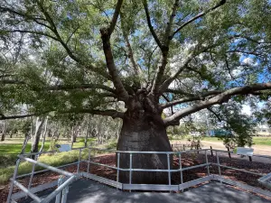 Roma's Largest Bottle Tree